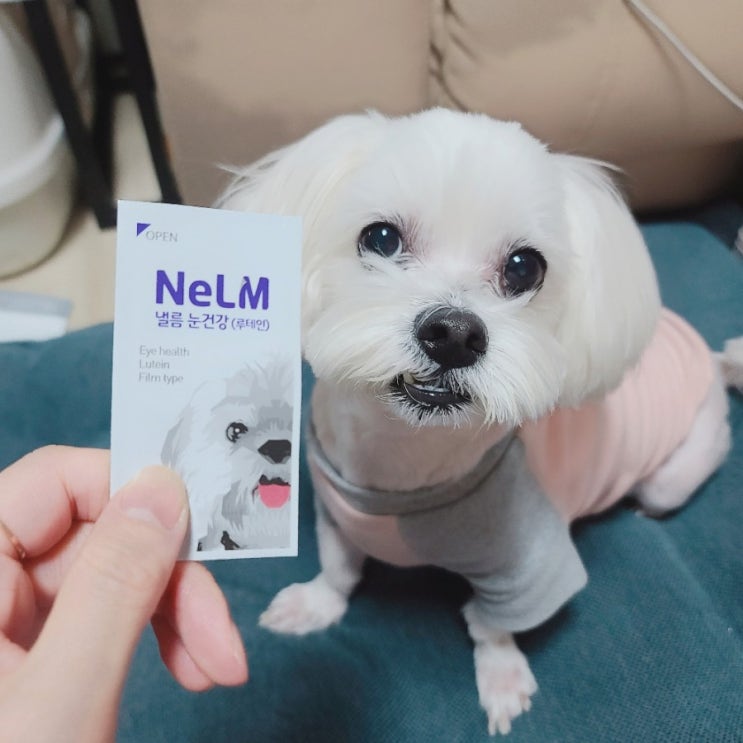  [내돈내산]낼름 눈건강 필름영양제. 미펫. 강아지 눈건강영양제