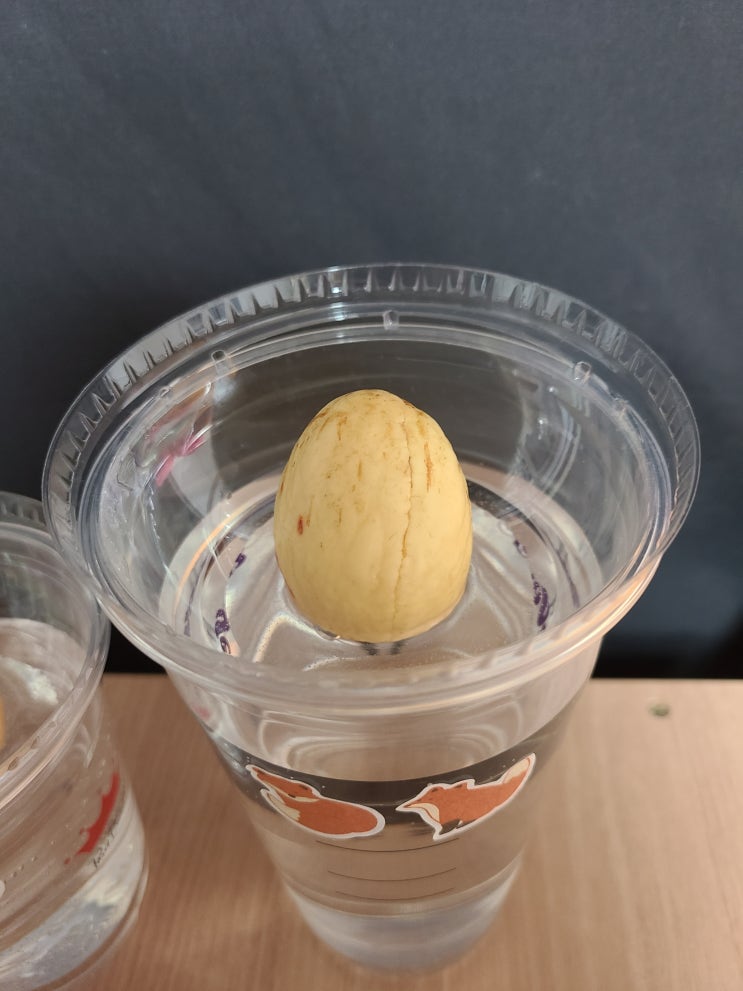  [반려식물] 아보카도 관찰일기