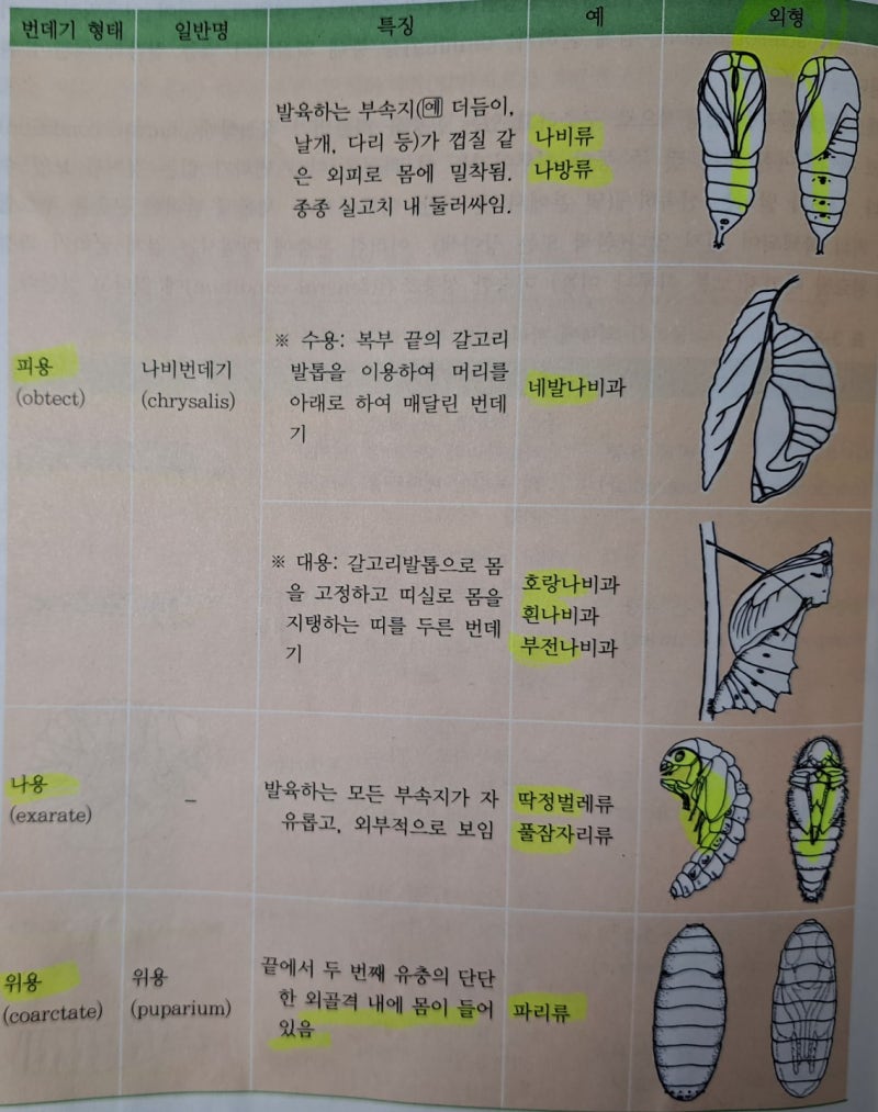 곤충, 번데기의 종류에 대해 기술하시오. : 네이버 블로그, image size:800x1013