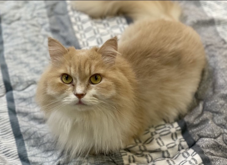  천안 신부동 고양이 카페 : ) 더캣 the cat