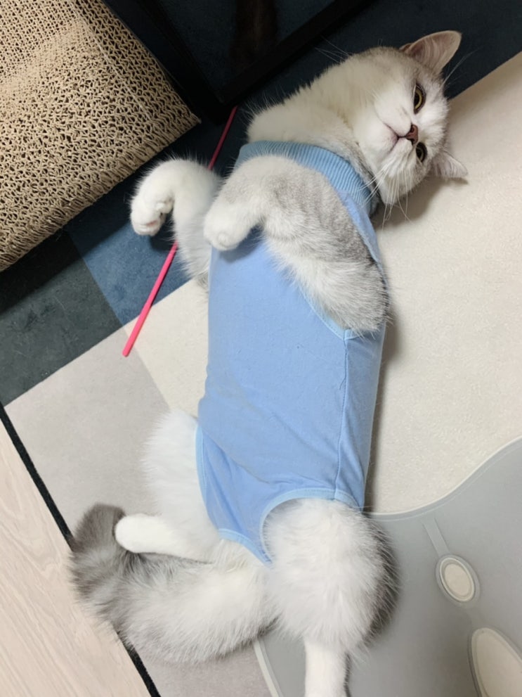  암컷 고양이 중성화 수술 전 후 관리하기/수술후 실밥뽑고 환묘복 벗기까지 일기(혐오사진 있음)