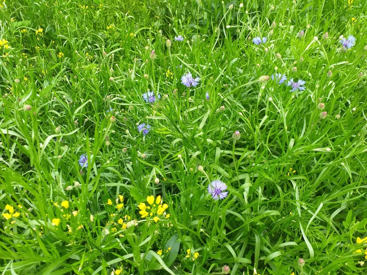 수변공원 유채꽃밭에 파란색꽃이 얼굴을 내밀고 있네요.