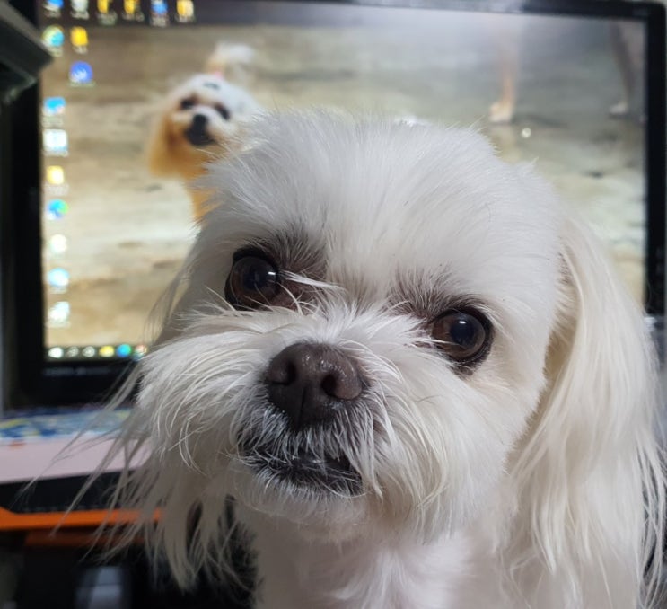  구찌뒤에구띠