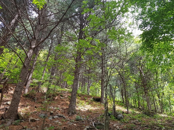 부채골 사진 3