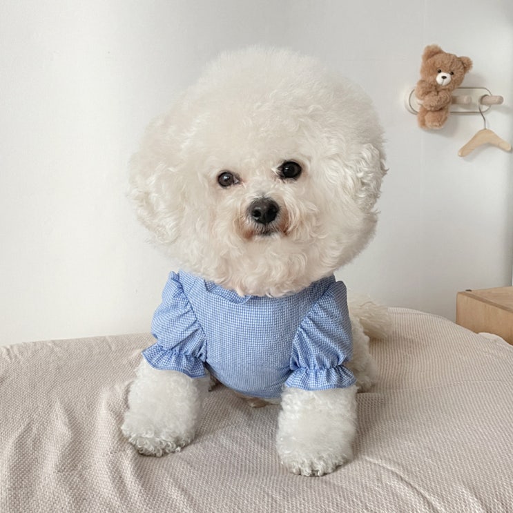 최근 많이 팔린 강아지 퍼프크롭 블라우스, 블루 좋아요 최근 많이 팔린 강아지 퍼프크롭 블라우스, 블루 좋아요
