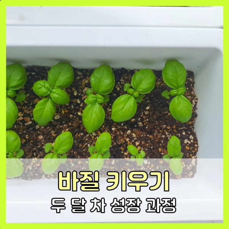 바질 키우기 (두 달 차 성장과정)