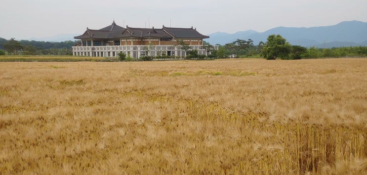  경주_ 양동마을 : 세계문화유네스코 등재,전통 문화체험, 체험장,전통가옥, 엽전사용,양동마을 문학관, 분황사 주변  경주 황금색 보리밭 ,바퀴 달린집 촬영지,경주 가볼만한 곳