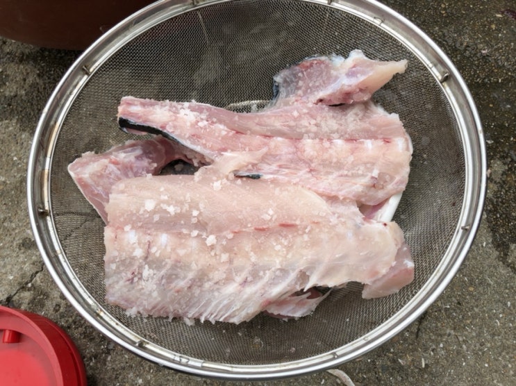  울릉도 바다에서 낚시로 잡은 자연산 참돔  손질법 & 회? 곰?