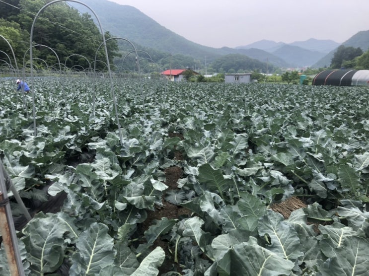  신토불이 김사장 브로콜리수확과 콜라비수확 하기
