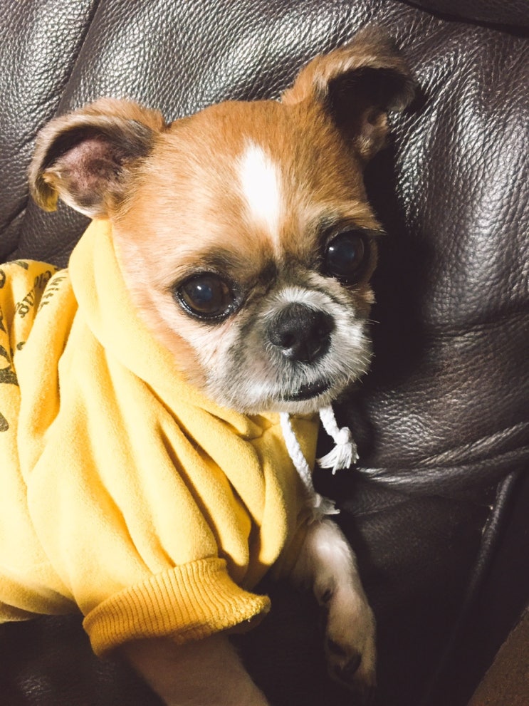  강아지사진, 우리집 귀염둥이 시츄댕댕이 강아지자랑 금보️