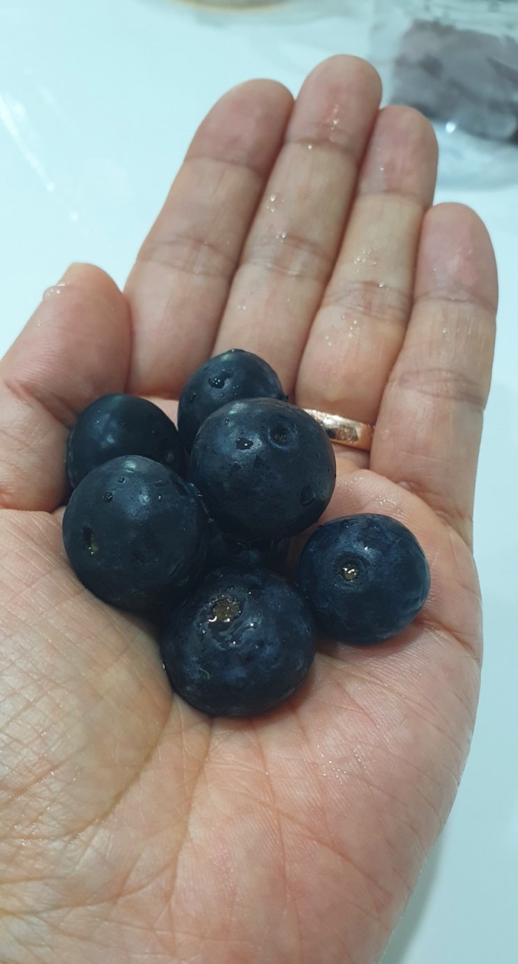  제주은파농장 무농약 생블루베리 상큼달콤 맛있어요
