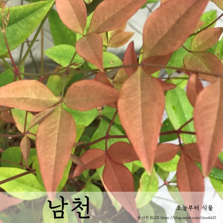  남천Nandina 키우기 오늘부터식물