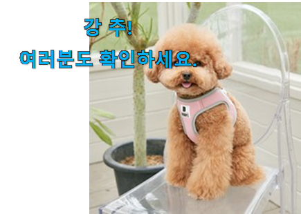 요즘대세 강아지 하네스 제품 신랑이 너무 좋아해요 요즘대세 강아지 하네스 제품 신랑이 너무 좋아해요