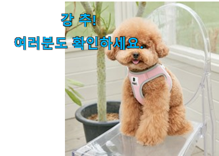 요즘대세 강아지 하네스 제품 신랑이 너무 좋아해요