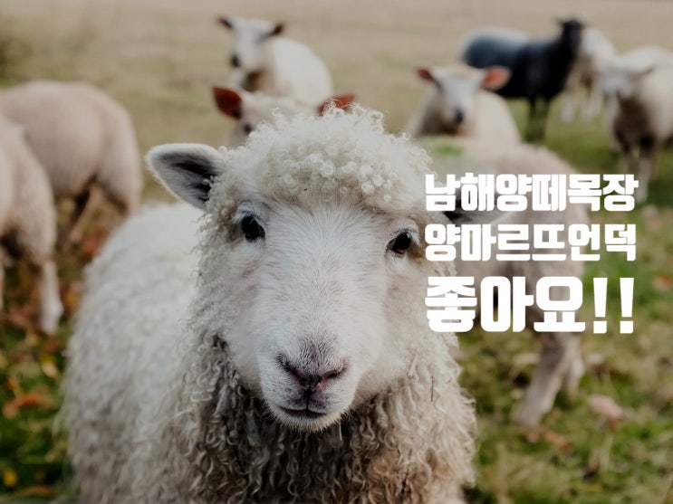  남해 당일치기 여행 / 남해 양떼목장 양마르뜨 언덕에서 본전 뽑기