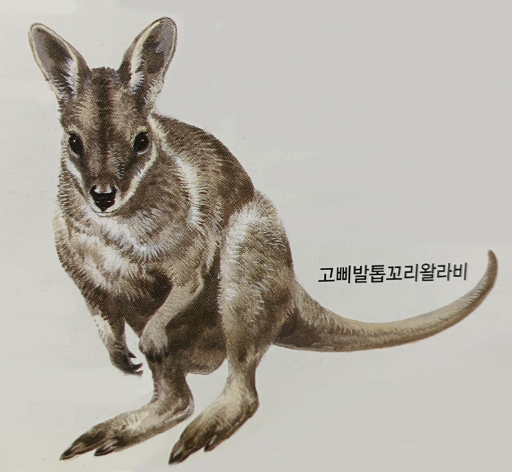  유대목 동물 종류 정보 (왈라비, 캥거루, 날다람쥐 등)