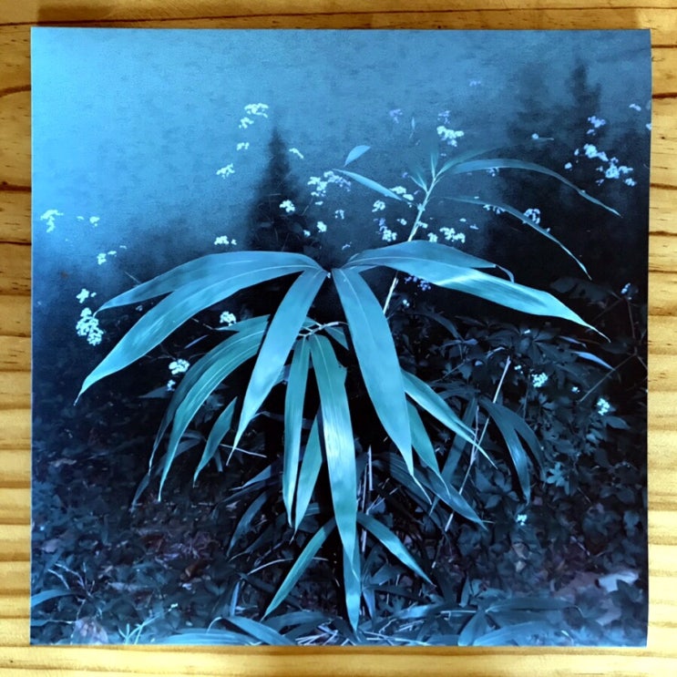  [LP, 엘피] 신해경 - 속꿈, 속꿈 (클리어 그린 바이닐)