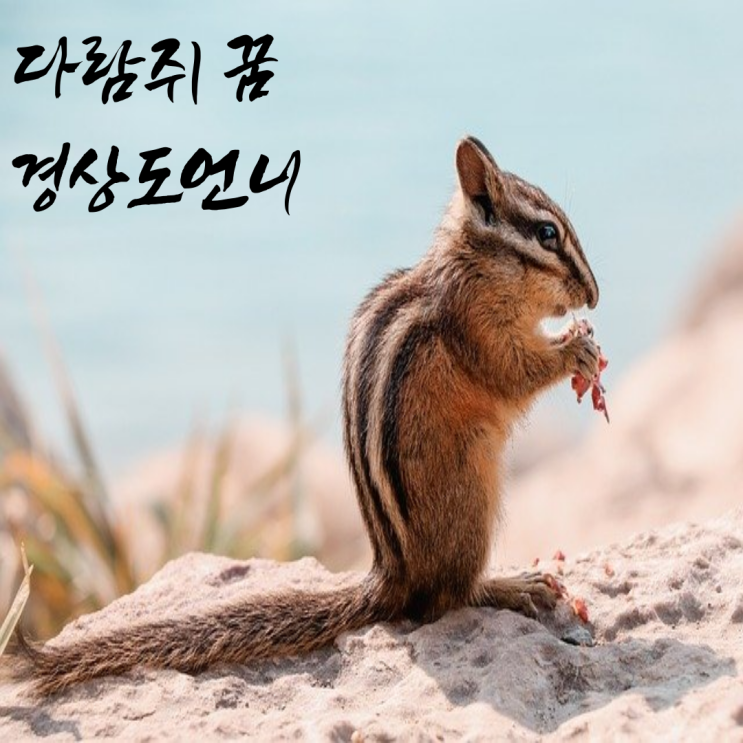  다람쥐 꿈 해몽 - 다람쥐집에오는 다람쥐 키우는꿈 다람쥐나오는꿈 의미