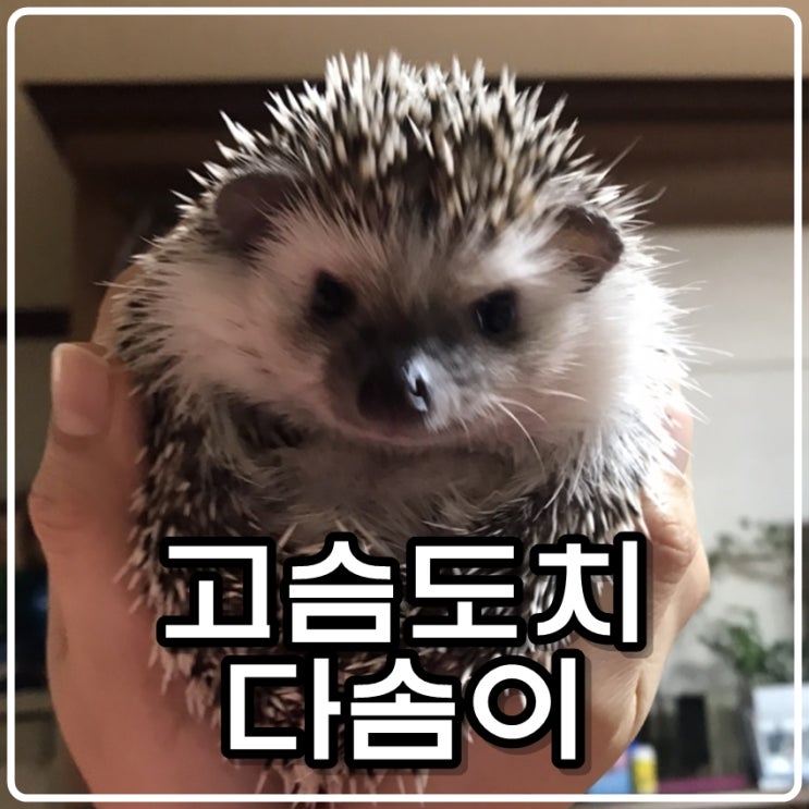 고슴도치 다솜이 이쁘다!! #블챌 #오늘일기 #3 고슴도치 다솜이 이쁘다!! #블챌 #오늘일기 #3