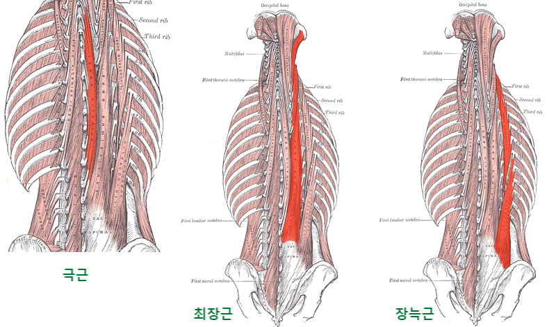 왜 대요근과 요방형근은 흉추 12번에서 시작할까... 척추 건강에 흉추와 요추의 경계부가 중요하다. : 네이버 블로그