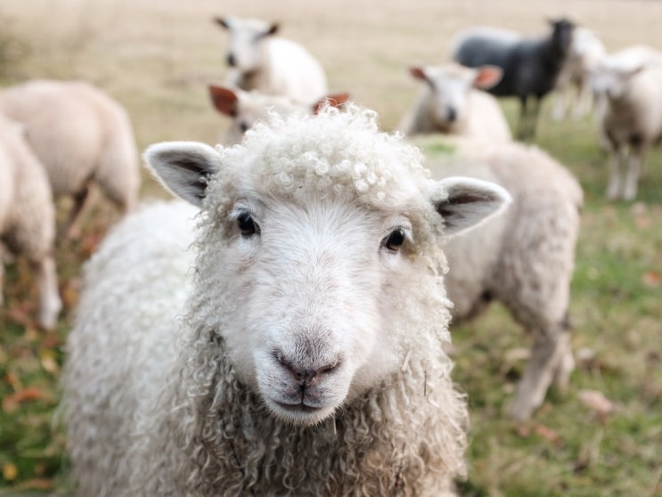  동물성 소재 모(Wool)의 거의 모든 것