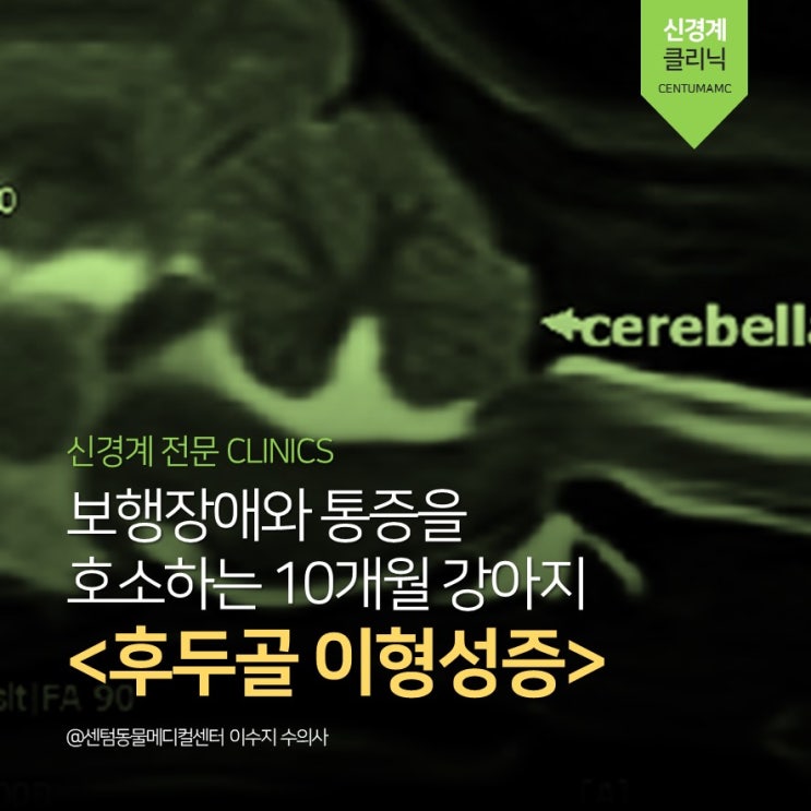  10개월 강아지 후두골 이형성증(COMS) (부산 신경계 클리닉, 센텀동물메디컬센터)