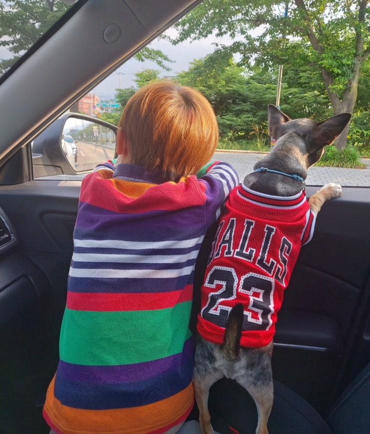  (치와와)아이와강아지 같이 키워도 될까요?