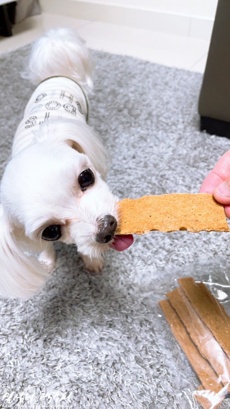  반려견 알러지, 티어스테인케어 눈물자국! <페츠베리머치 펫스낵 연어>로 맛있게 없애보세요