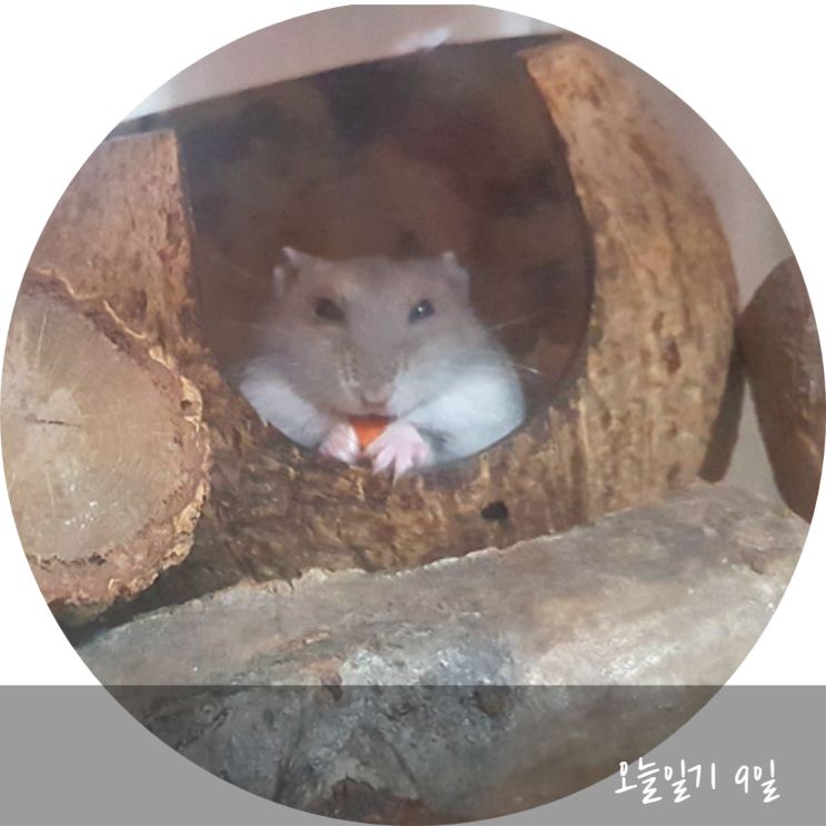  오늘일기 블챌 덕에 햄스터 사진만 늘어나