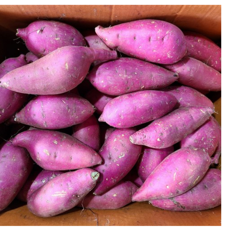 잘팔리는 맛보장 영암 토울고구마 베니하루카 3kg 5kg 10kg, 중소사이즈 추천합니다 잘팔리는 맛보장 영암 토울고구마 베니하루카 3kg 5kg 10kg, 중소사이즈 추천합니다