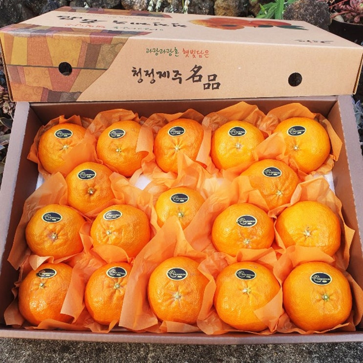 당신만 모르는 제주 레드향 천혜향 한라봉 설 선물 세트 명절 추석 과일 선물세트 선물용 3kg 5kg 10kg, 천혜향 3kg(7-13과) ··· 당신만 모르는 제주 레드향 천혜향 한라봉 설 선물 세트 명절 추석 과일 선물세트 선물용 3kg 5kg 10kg, 천혜향 3kg(7-13과) ···