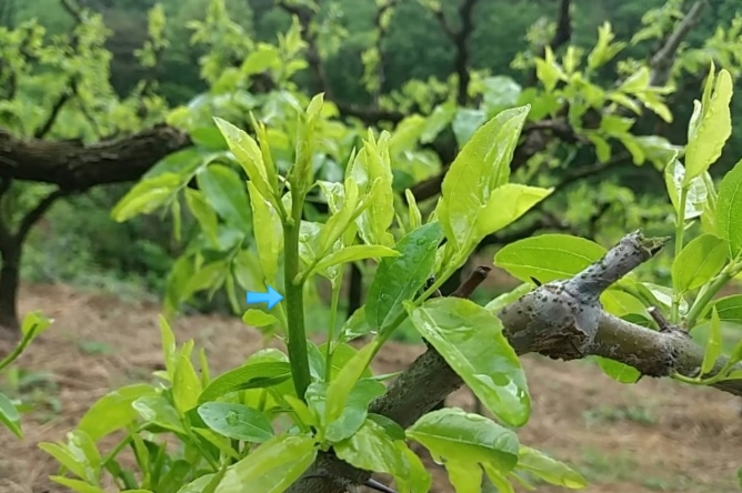 [농부 활동] 대추나무 순지르기