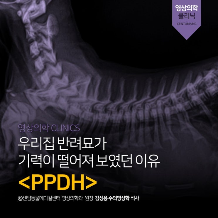  기운이 없는 아기 고양이 <PPDH> 탈장질병 (부산 영상전문 동물병원, 센텀동물메디컬센터)