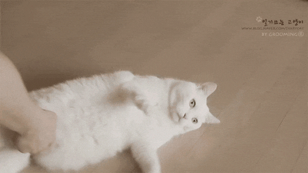  [8년 전 오늘] 고양이 시계^