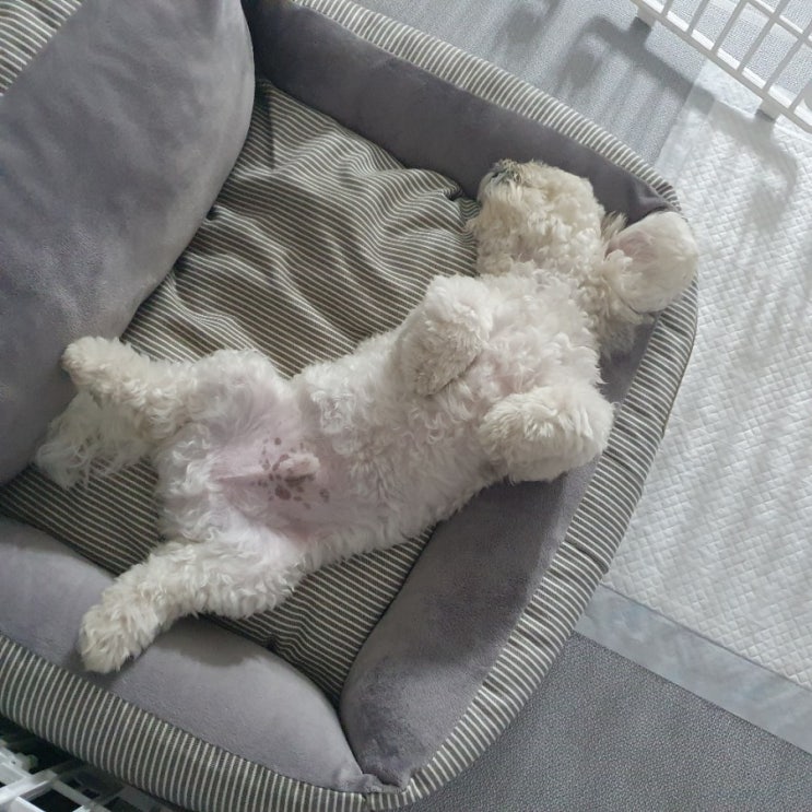  강아지 점이 생기는 이유는 무엇일까요?!