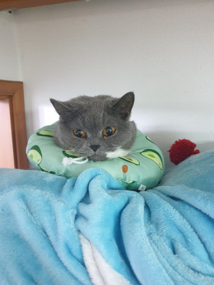  우리집 고양이