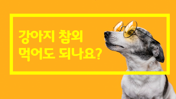  제철 참외 강아지 여름철 탈수 증상 예방에 좋아요!