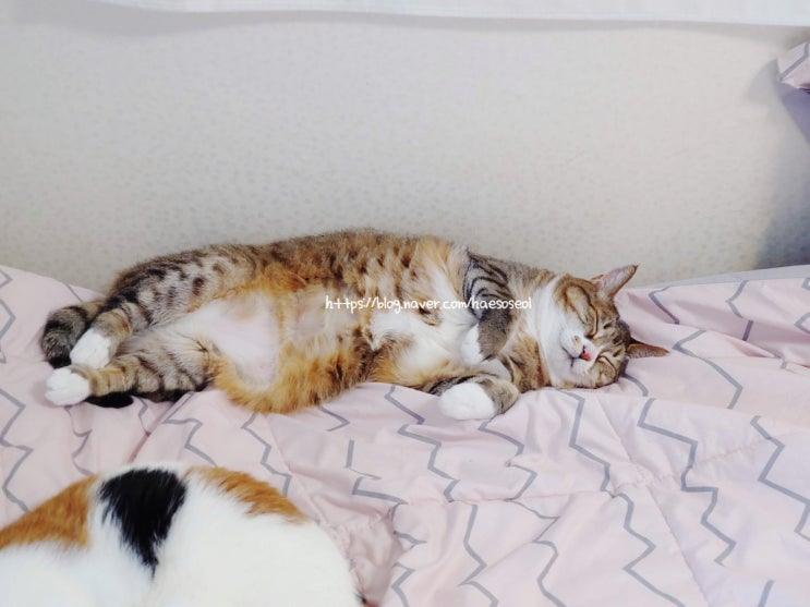  고양이 잠잘 때가 젤로 예뻐욤