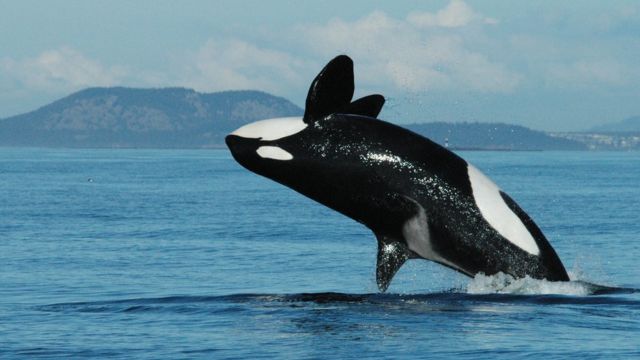 비트코인 고래 알람 실시간으로 받는 방법 (whale alert 웨일 얼러트)