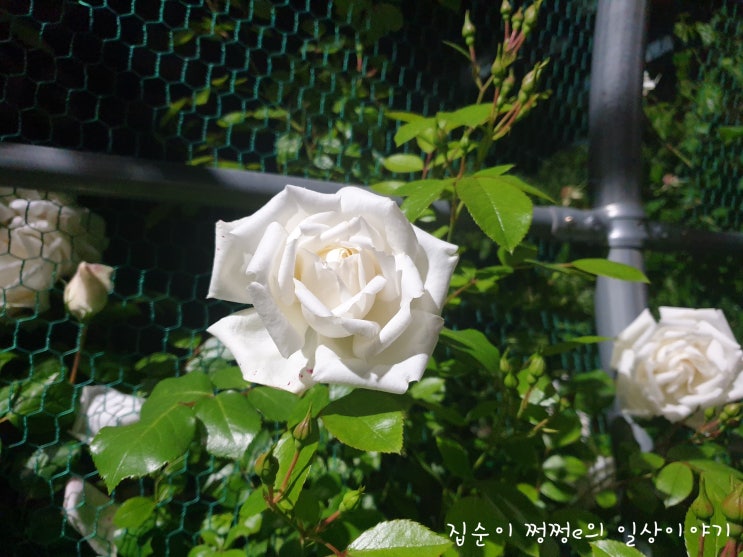  오늘일기 2일차! 일은 크게 벌여야 제맛! 역시 5월은 장미의 계절!!
