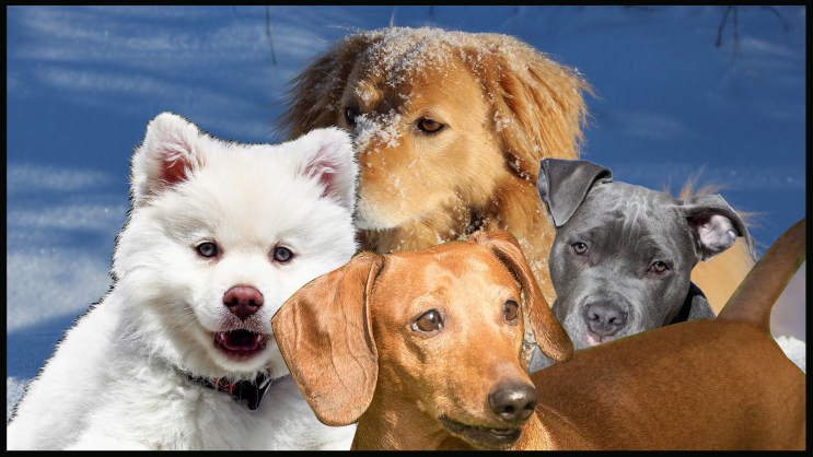 버박 귀 세정제로 강아지 귓병 예방하는 방법