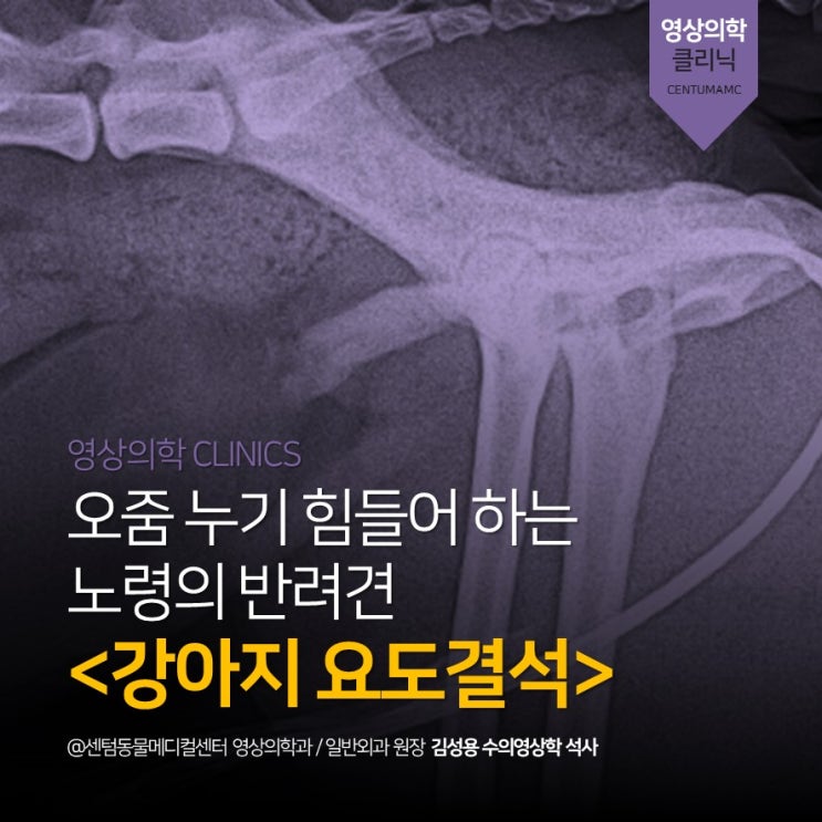  [수영구동물병원] 강아지 요도결석 (부산 방사선 조영검사, 센텀동물메디컬센터)