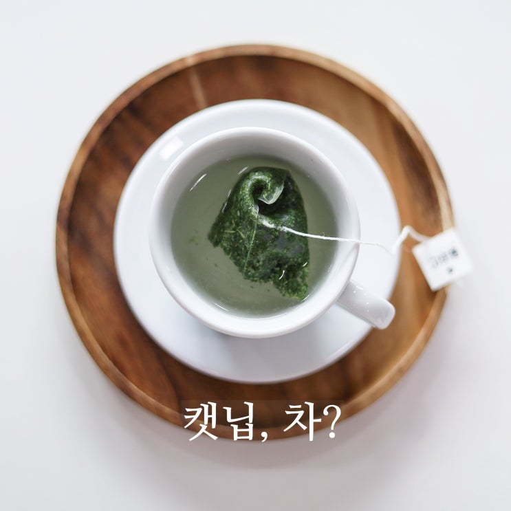  고양이가 캣닙(개박하)에 환장하는 이유?! (with.고로롱)