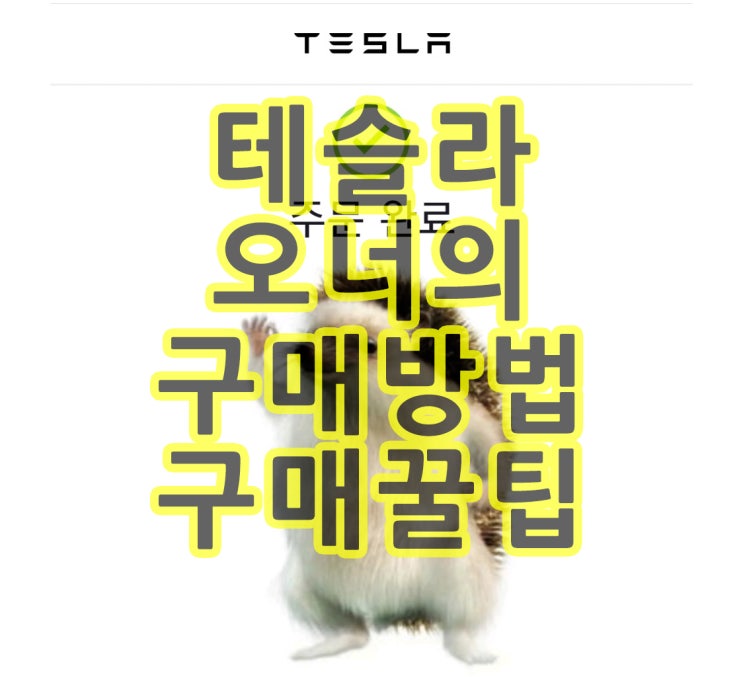  Tesla 테슬라 모델 3 Y 입문기 + 구매꿀팁