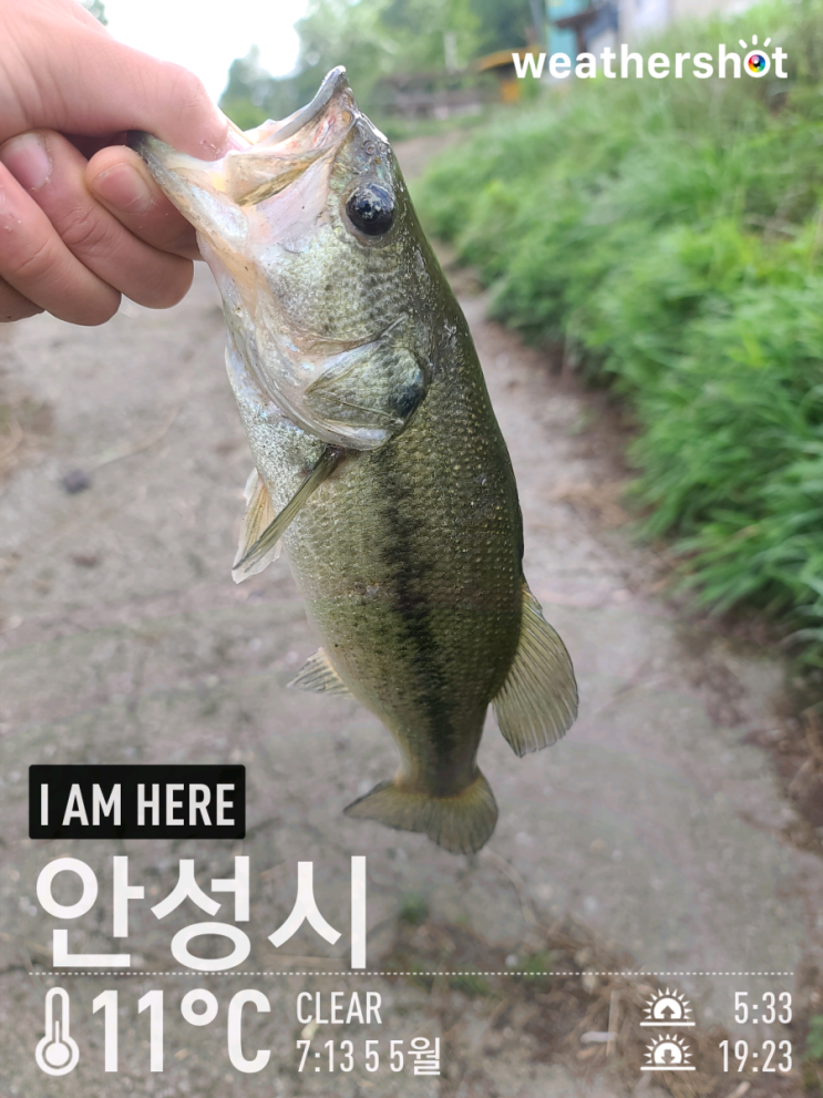  [2021.05.05] 안성 칠곡저수지 배스 워킹 낚시 (Feat. 노싱커)