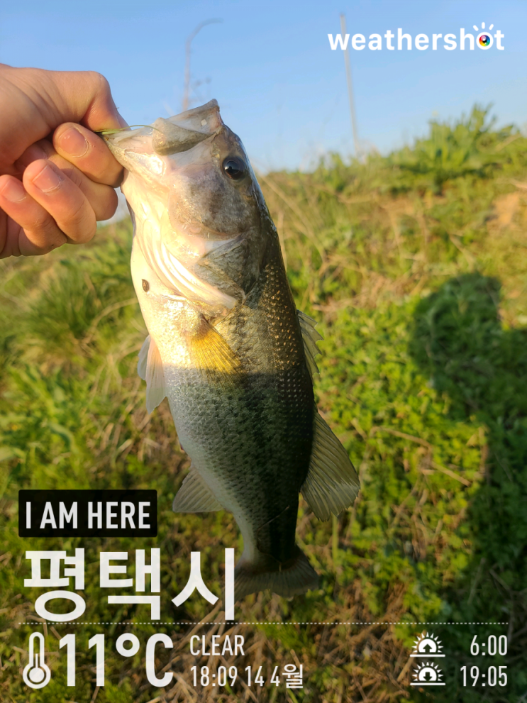  [2021.04.14] 평택 둔포천 배스 워킹 낚시 (Feat. 노싱커)