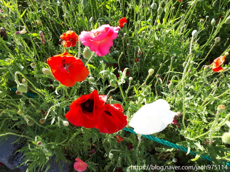  양귀비꽃말 알아보기, 오늘 일기 D6