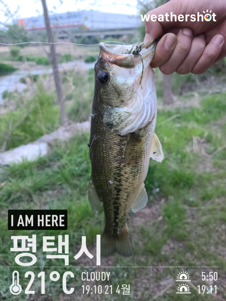  [2021.04.21] 평택 진위천 낚시허용구간 배스 워킹 낚시 (Feat. 러버지그, 미드스트롤링)