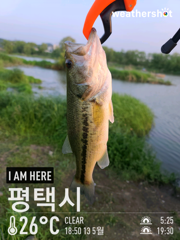  [2021.05.13] 평택 진위천 낚시허용구간 배스 워킹 낚시 (Feat. 러버지그)