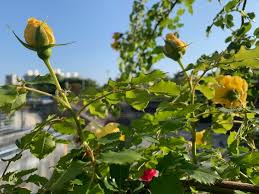 5월의 다짐 -정연복 5월의 다짐 -정연복